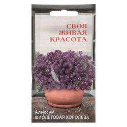 Семена Алиссум Фиолетовая королева до 15см 5шт