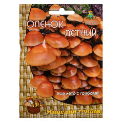 Мицелий грибов Опенок летний 12шт
